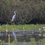 _800Mt Borradaile - Cooper Creek_5754_m_Egret